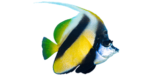 home_underwater_box1 home_underwater_box1