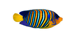 home_underwater_box2 home_underwater_box2