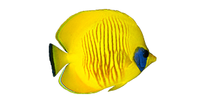 home_underwater_box3 home_underwater_box3